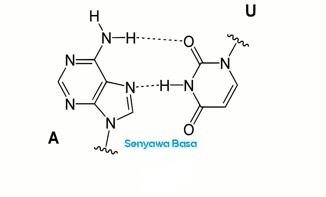 Senyawa Basa